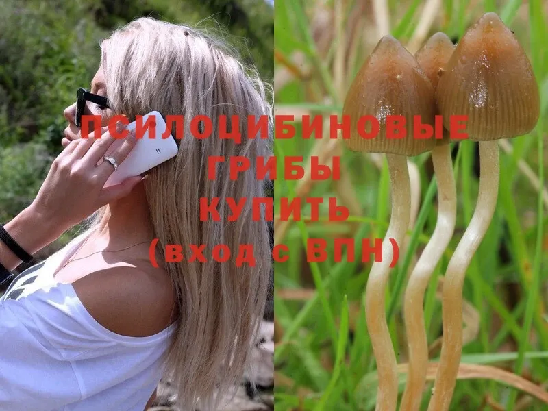 Галлюциногенные грибы MAGIC MUSHROOMS  Кувшиново 